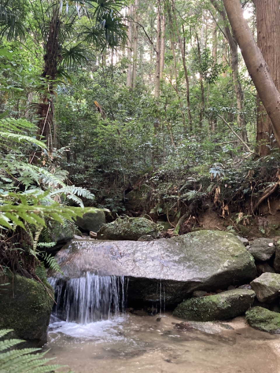 山の中の小川
