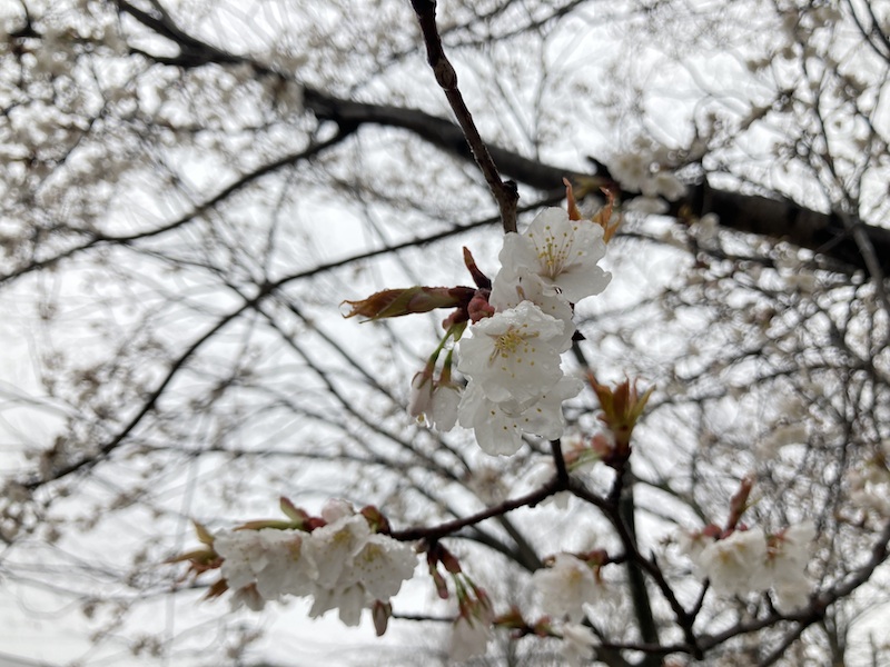 山桜の花