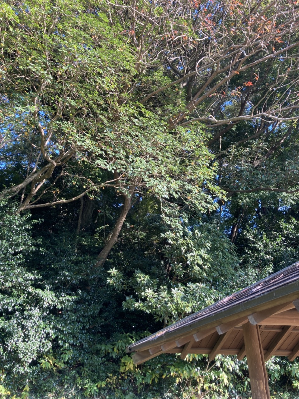 林　あずまやの屋根