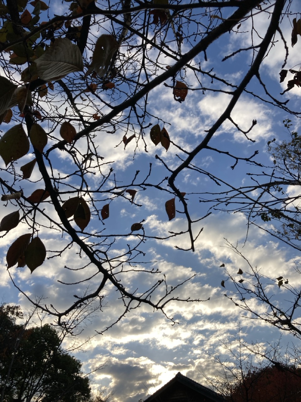 アトリエ前　ほぼ落葉した桜の枝　秋空