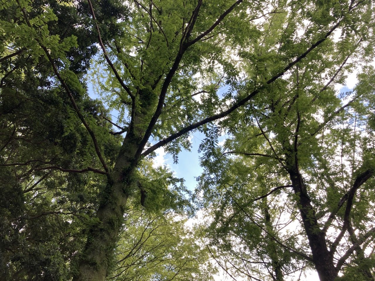 メタセコイアの木立ち　夏の空