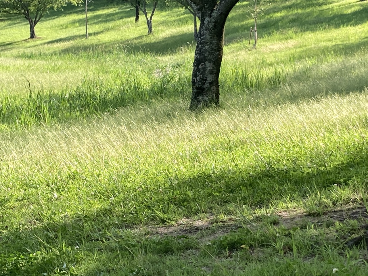 メヒシバの茂る芝の斜面に斜めの日差し