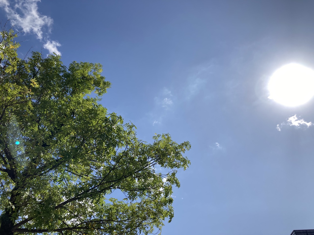 シナサワグルミの木を見上げる　青空　白い太陽