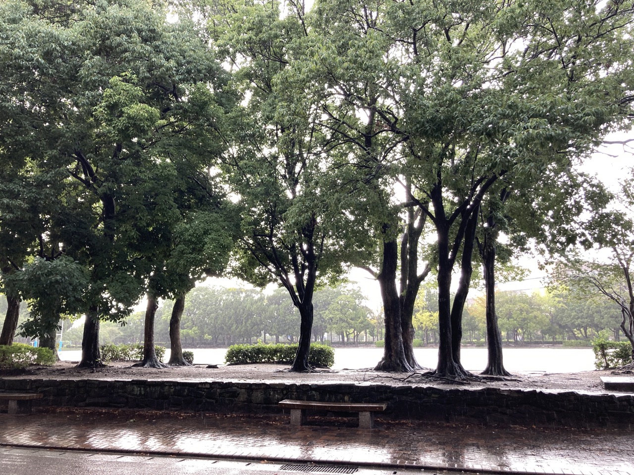 雨の公園の木立ち