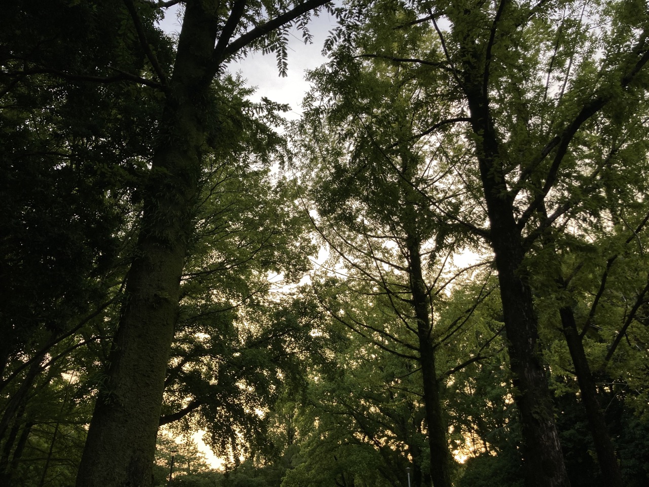 メタセコイアの木立ち　雲の向こうの夕日