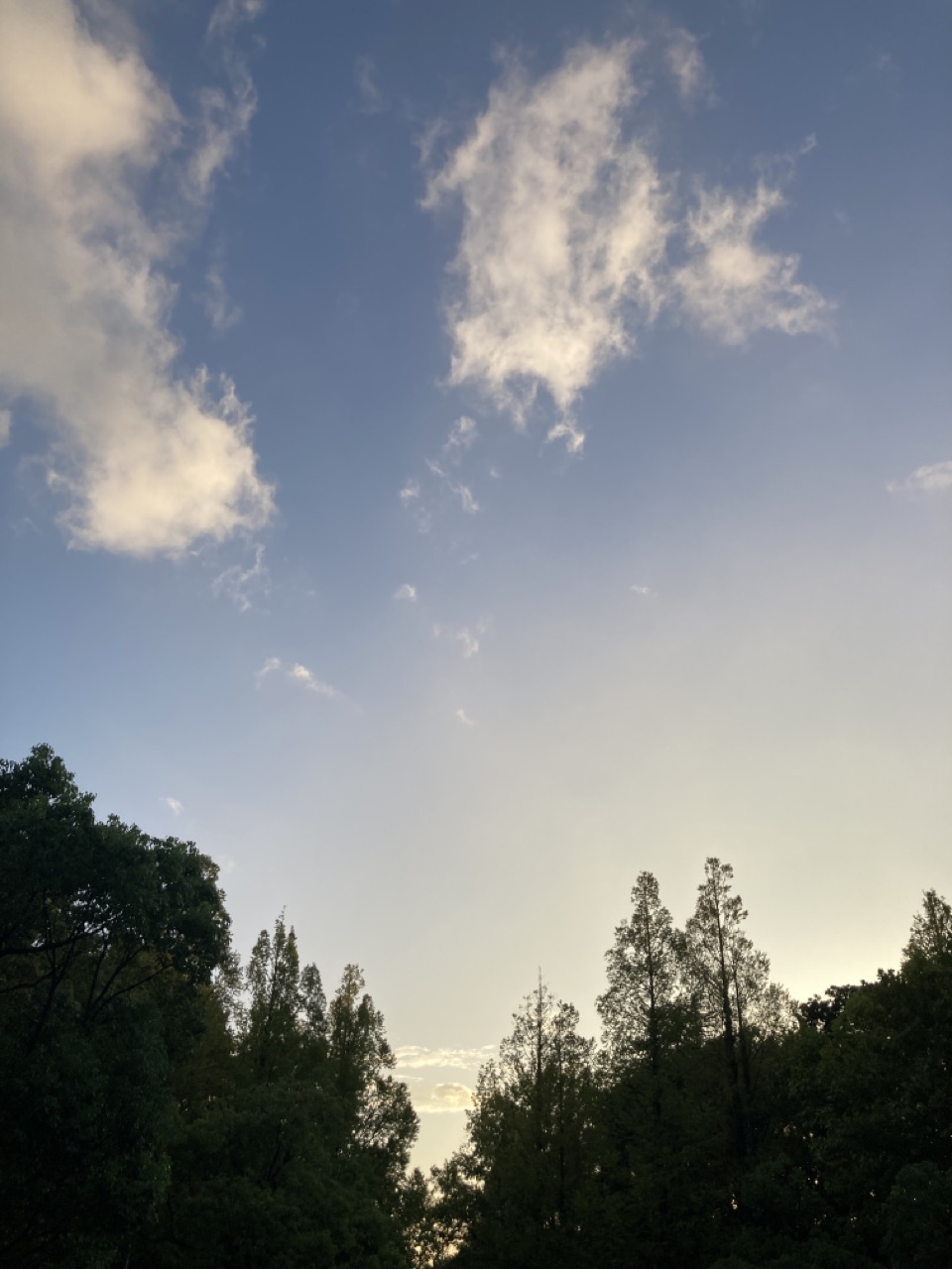 木立ちの上に夕空　雲

