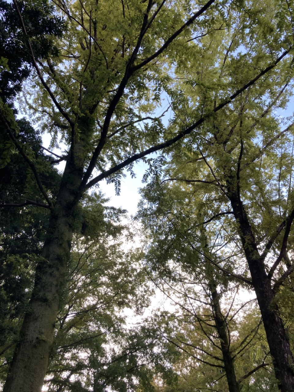 メタセコイアの木立ち　少し緑が薄まった