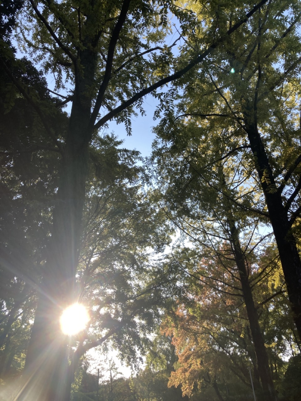 メタセコイアの木立ち　向こうにふうの木の紅葉　太陽