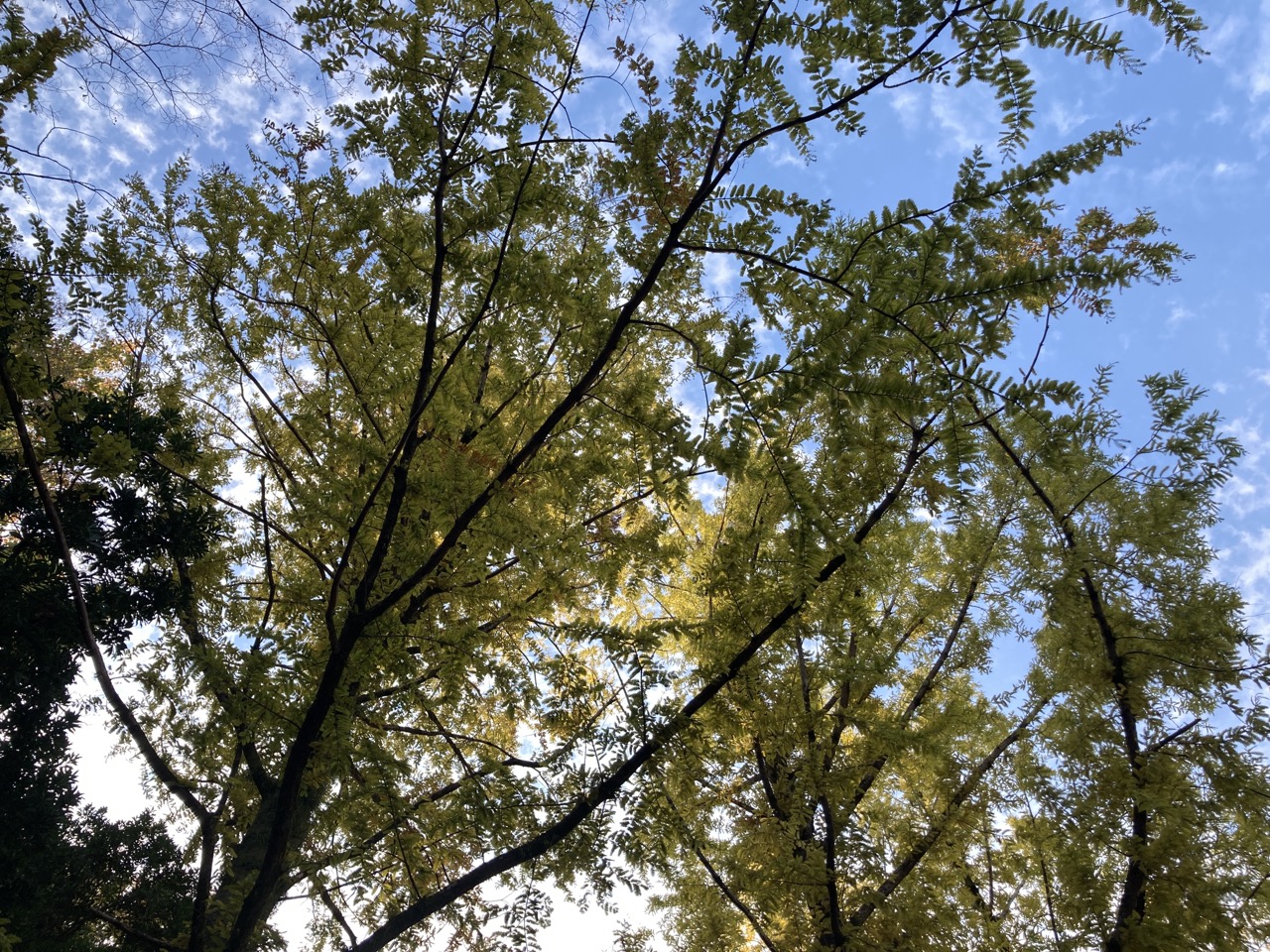 メタセコイアの木立ち　秋の空