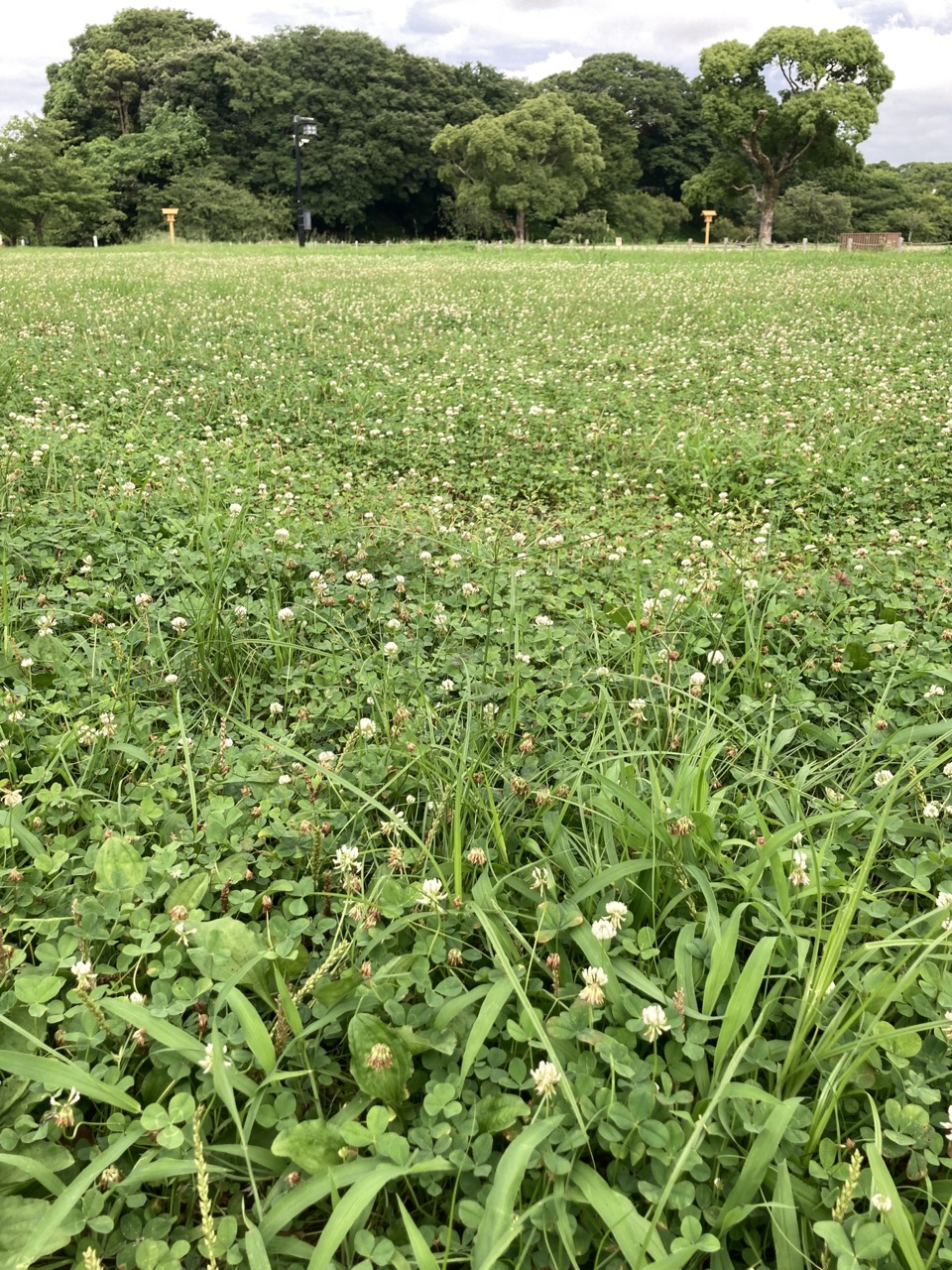 公園の野原　シロツメクサ　オオバコ　コゴメガヤツリ　向こうにくすのきの木と丘の林