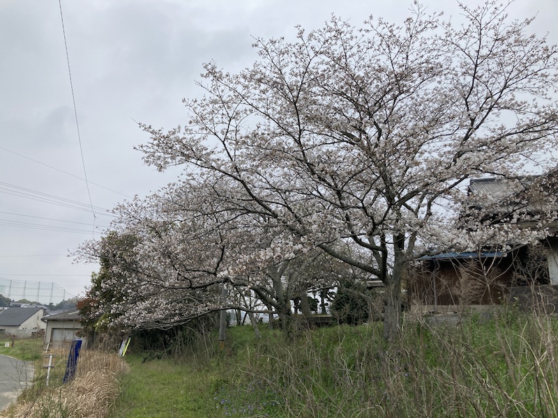 沿道に残る桜の木々