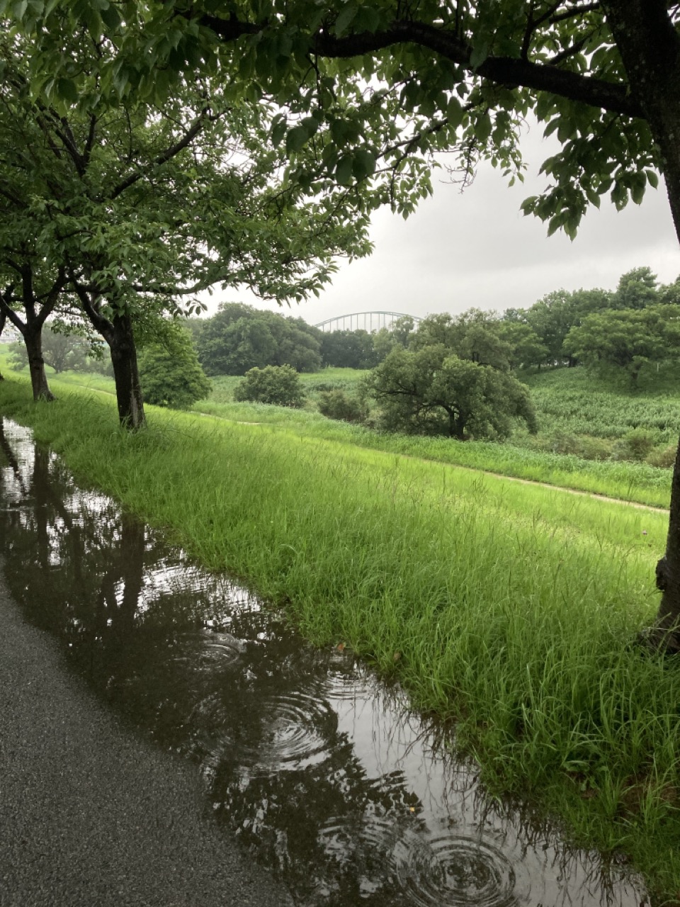 雨の土手の桜並木　水たまり　向こうに橋