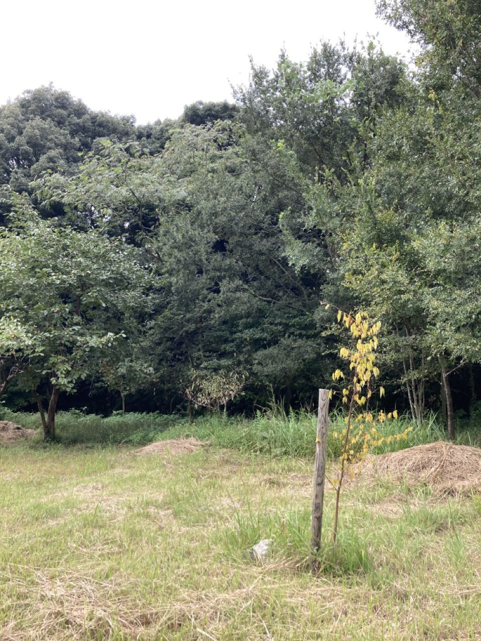 里山の中の草地　苗木