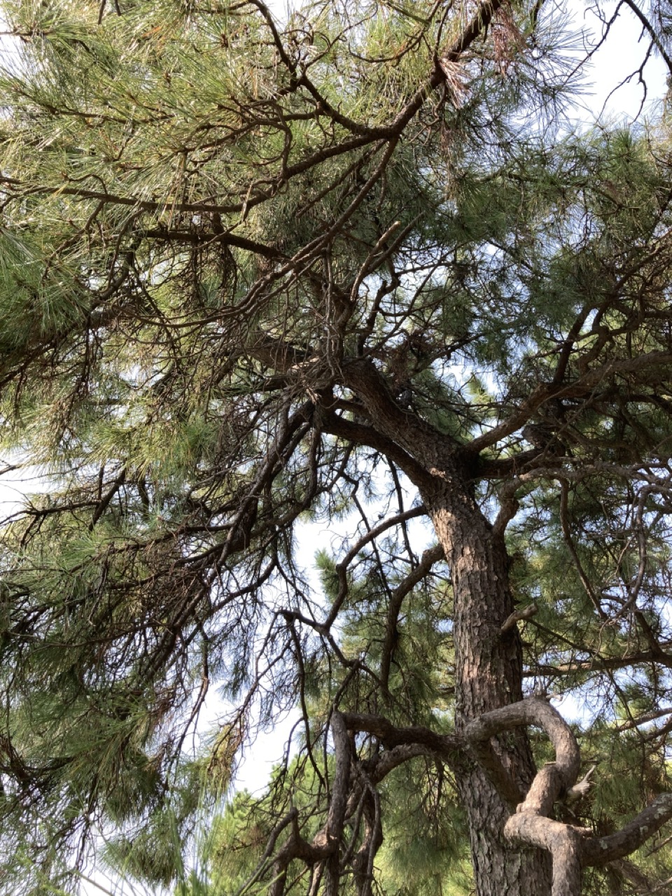 松の木を見上げる