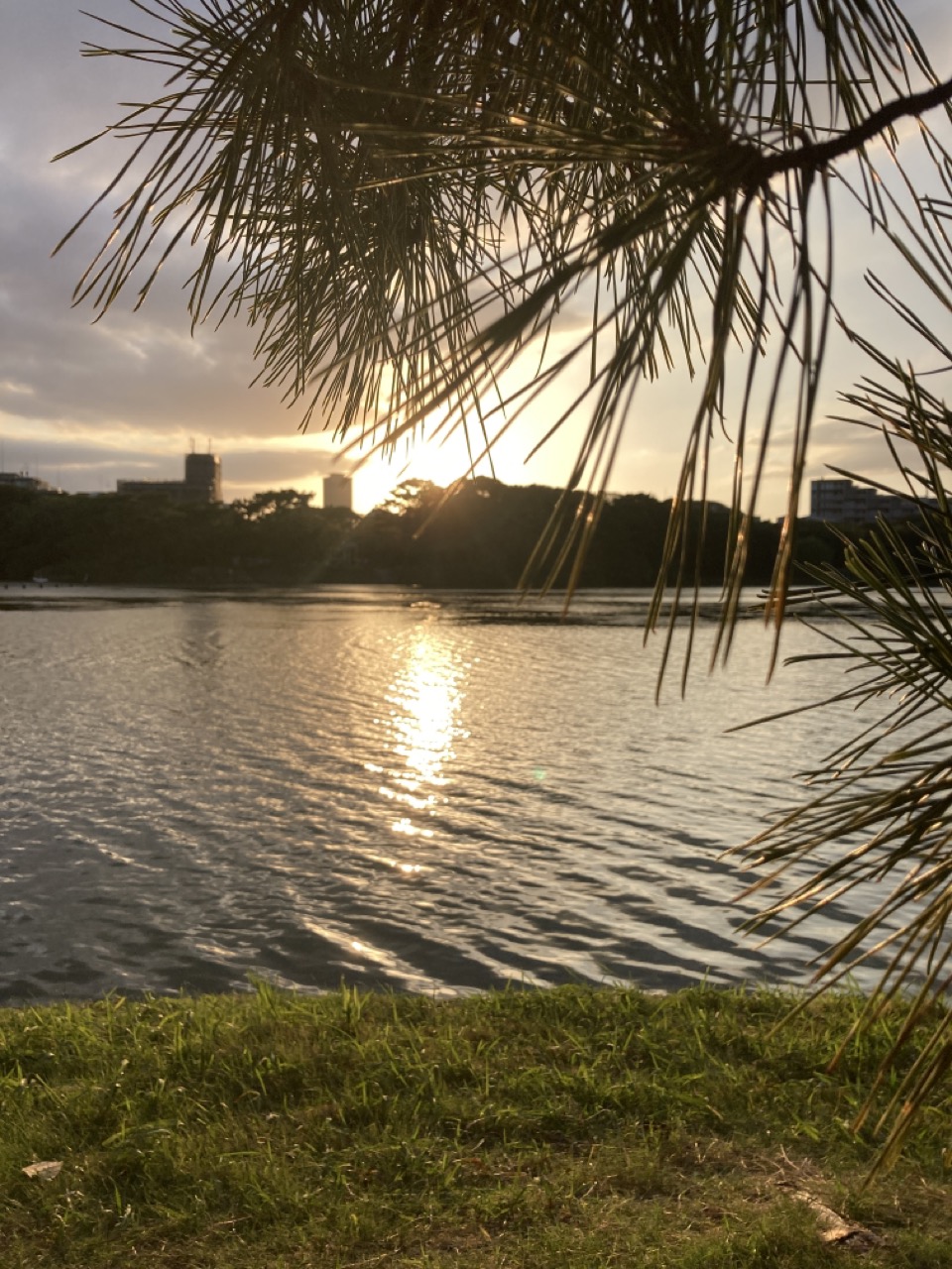 水辺の夕日　松の枝