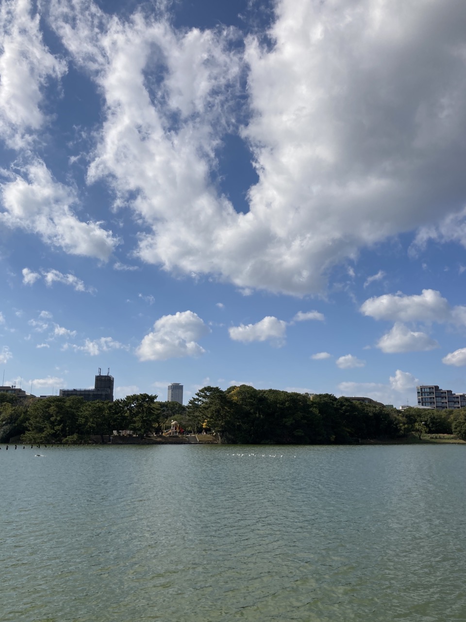 水辺　向こうにゆりかもめの群れ