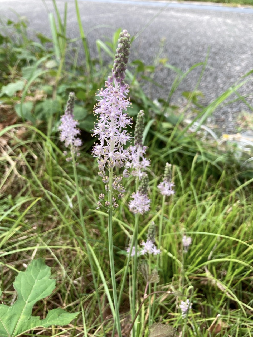 ツルボの花穂が立つ