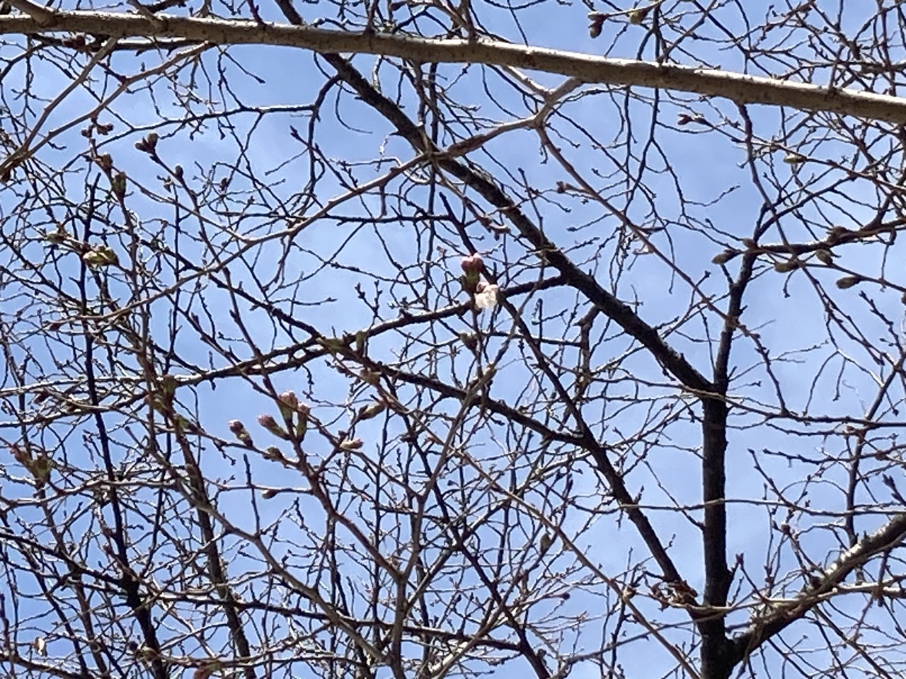 桜の枝に花