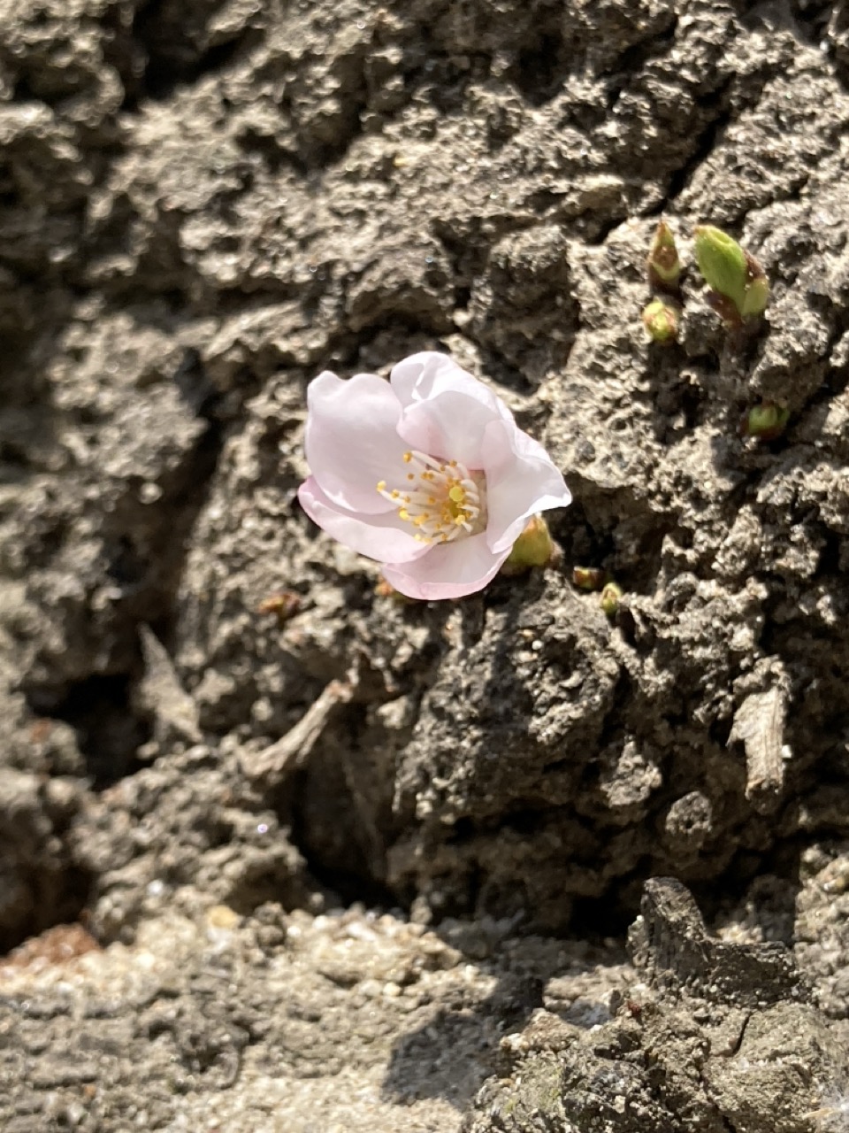 桜の花1輪　幹から出ている