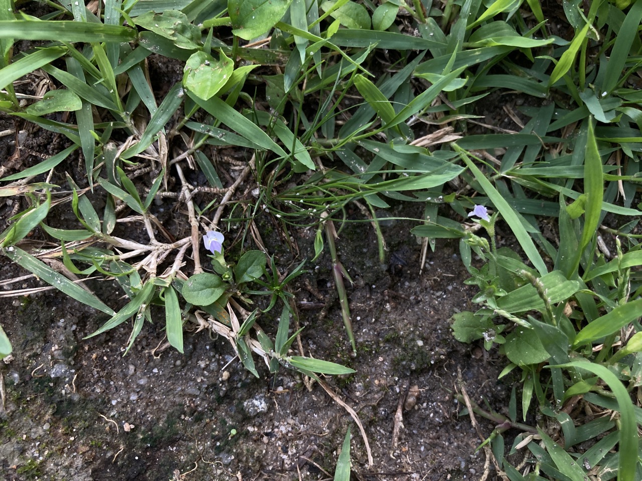 ときわはぜの花　地面に這うように　薄紫