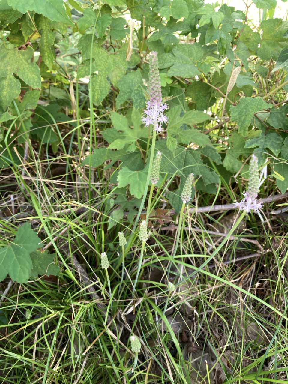 ツルボの花穂　下のほうから咲いている