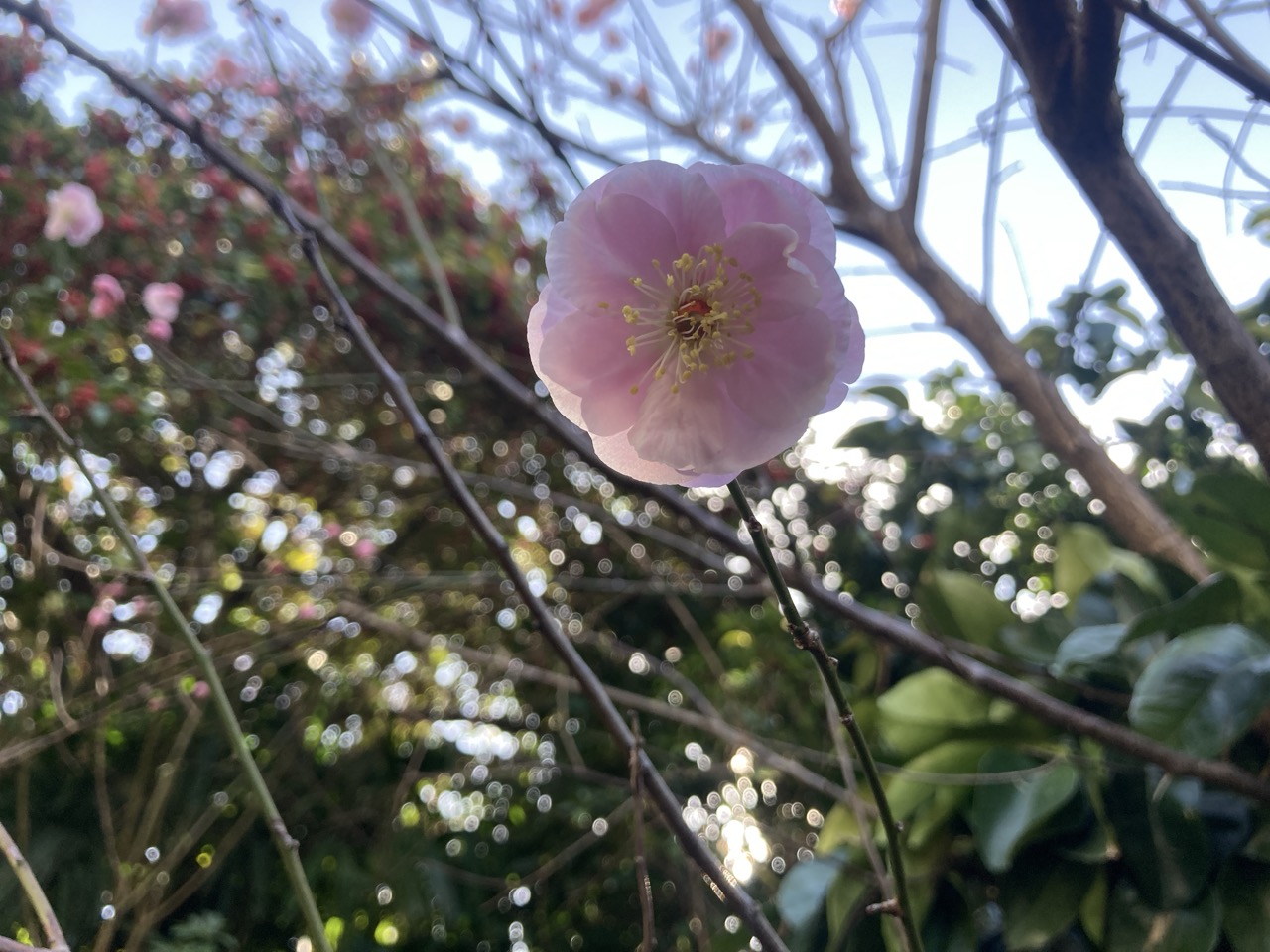 八重の梅の花