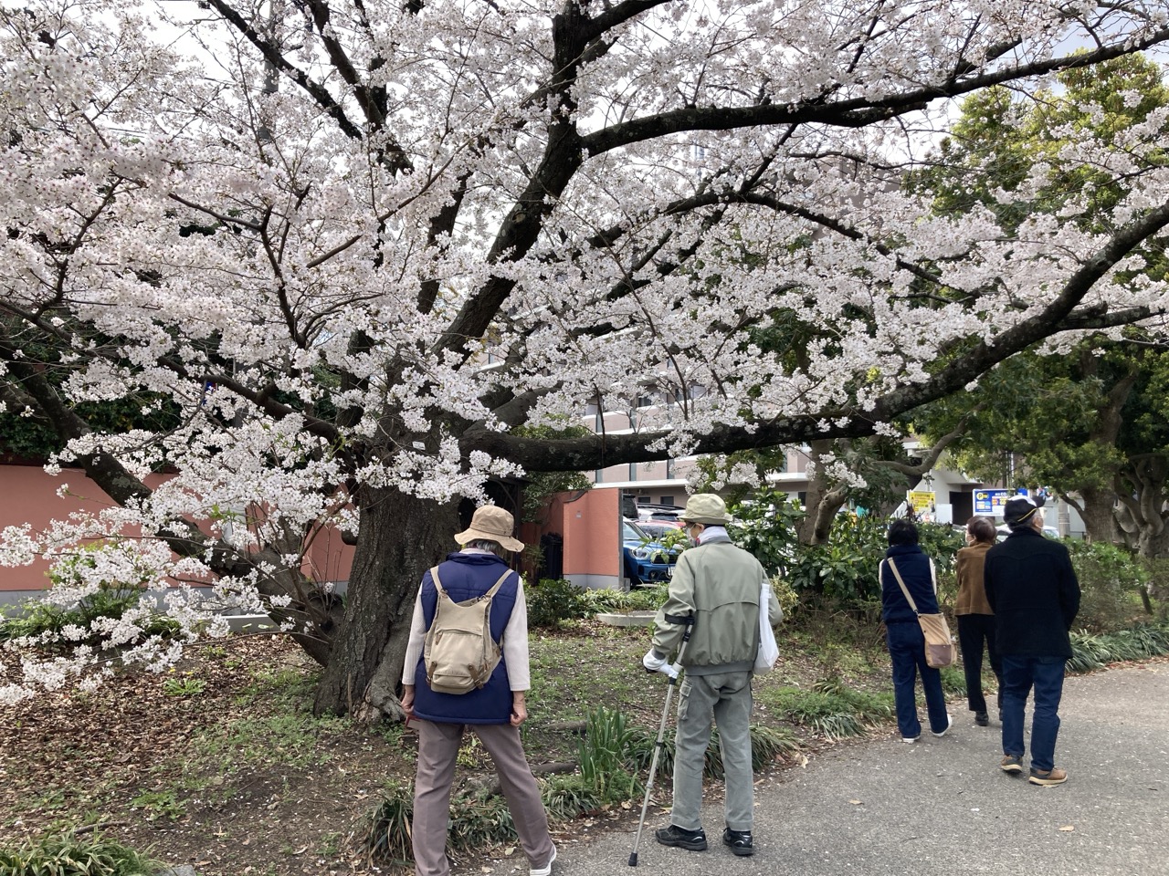 緑道の大桜を見る